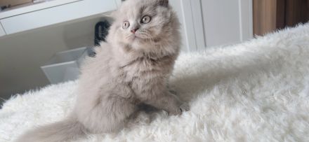 Zwei liebevolle Kätzchen Leo & Cookie suchen ein warmes Zuhause