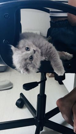 Zwei liebevolle BKH-BLH Kitten suchen ihr Zuhause