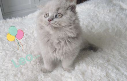 Zwei liebevolle BKH-BLH Kitten suchen ihr Zuhause