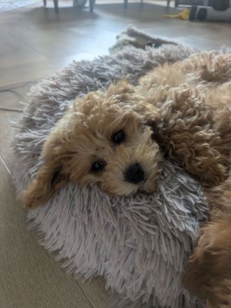 Maltipoo Welpen