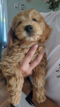 Maltipoo Welpen