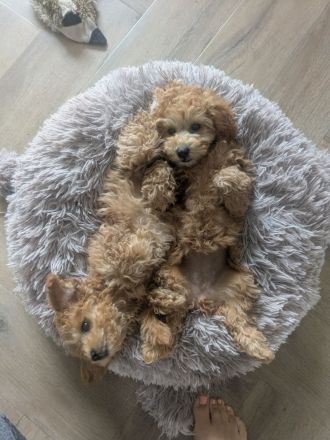 Maltipoo Welpen