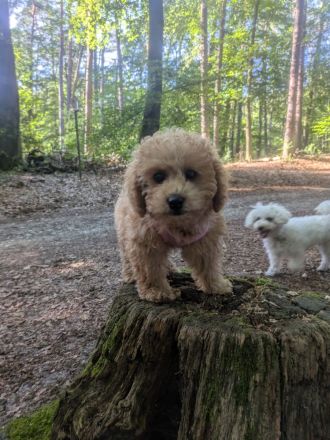 Maltipoo Welpen