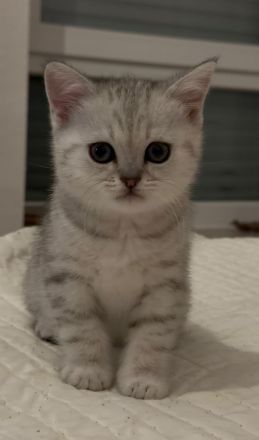 Drei Britisch Kurzhaar Kitten suchen ein liebevolles Zuhause
