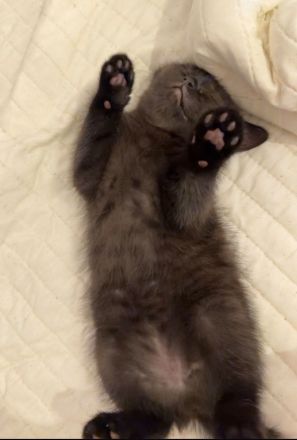 Drei Britisch Kurzhaar Kitten suchen ein liebevolles Zuhause