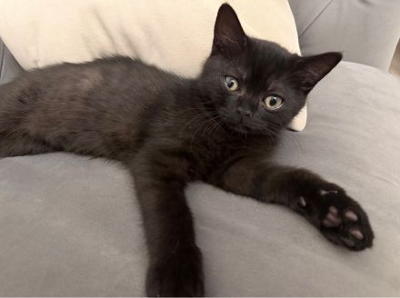 Drei Britisch Kurzhaar Kitten suchen ein liebevolles Zuhause