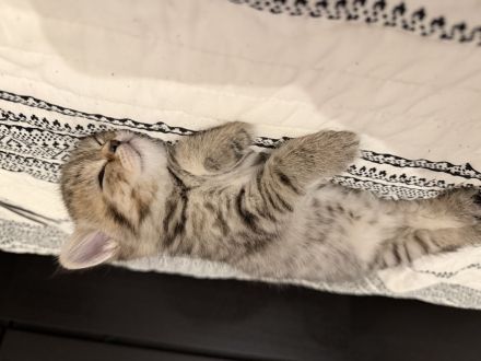Drei Britisch Kurzhaar Kitten suchen ein liebevolles Zuhause