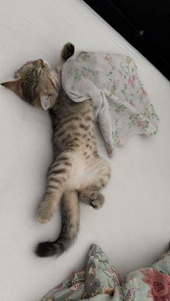 Drei Britisch Kurzhaar Kitten suchen ein liebevolles Zuhause