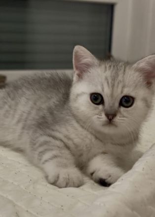 Drei Britisch Kurzhaar Kitten suchen ein liebevolles Zuhause