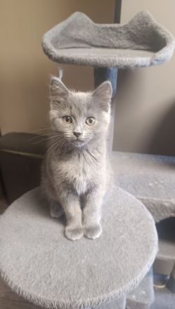 Sibirische Kitten zu verkaufen