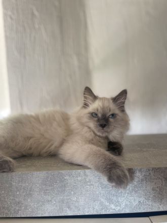 Sibirische Kitten zu verkaufen