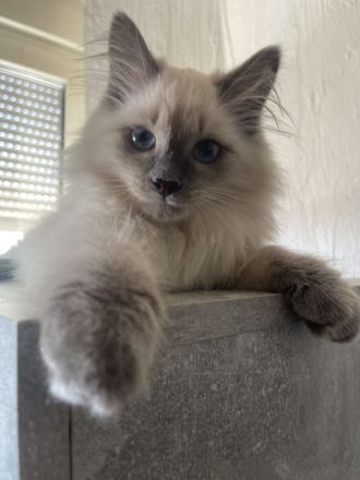Sibirische Kitten zu verkaufen