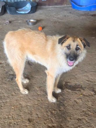 Gatsby, 1,5 Jahre alt, gross und Menscenbezogen, braucht ein gutes Zuhause