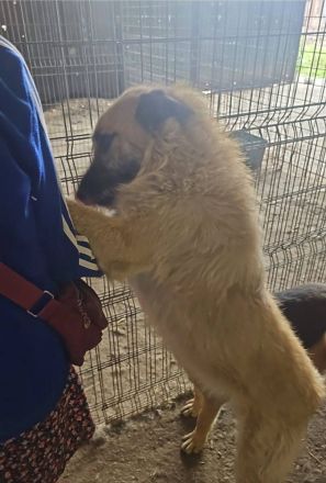 Gatsby, 1,5 Jahre alt, gross und Menscenbezogen, braucht ein gutes Zuhause
