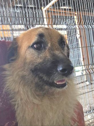 Gatsby, 1,5 Jahre alt, gross und Menscenbezogen, braucht ein gutes Zuhause