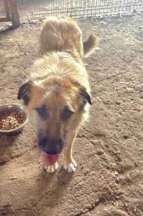 Gatsby, 1,5 Jahre alt, gross und Menscenbezogen, braucht ein gutes Zuhause