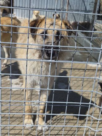 Gatsby, 1,5 Jahre alt, gross und Menscenbezogen, braucht ein gutes Zuhause