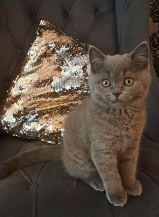 BKH Blue Kater 550 VB
