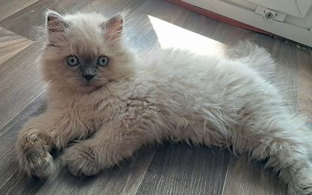 Britisch Langhaar Blue Point Junge mit blauen Augen