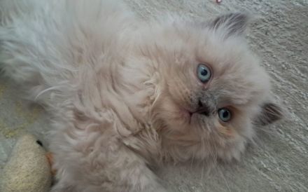 Britisch Langhaar Blue Point Junge mit blauen Augen