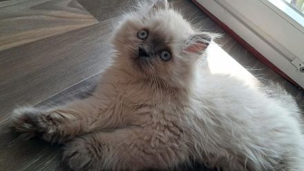 Britisch Langhaar Blue Point Junge mit blauen Augen