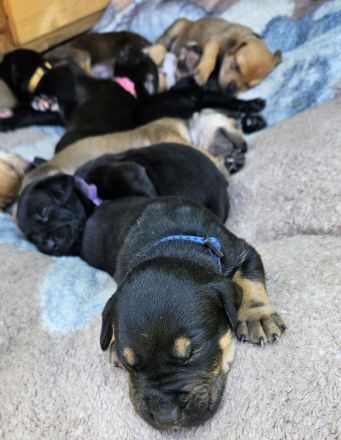 Hundewelpen Deutsche-Dogge-Boxer, Bordeauxdogge-Viszla-Mischling