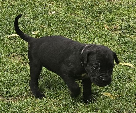 Hundewelpen Deutsche-Dogge-Boxer, Bordeauxdogge-Viszla-Mischling