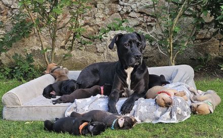 Hundewelpen Deutsche-Dogge-Boxer, Bordeauxdogge-Viszla-Mischling