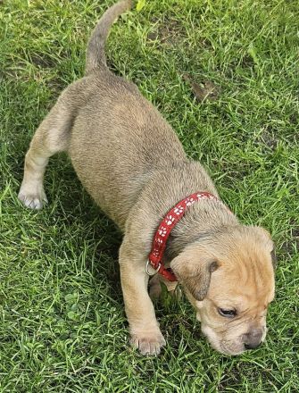 Hundewelpen Deutsche-Dogge-Boxer, Bordeauxdogge-Viszla-Mischling