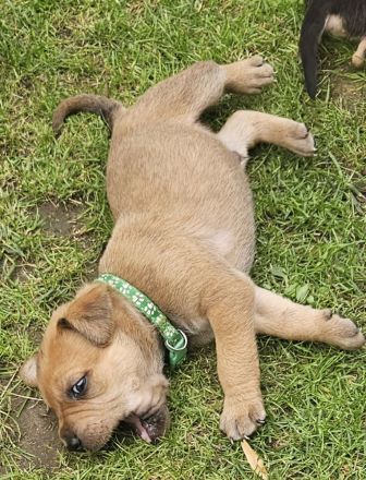 Hundewelpen Deutsche-Dogge-Boxer, Bordeauxdogge-Viszla-Mischling