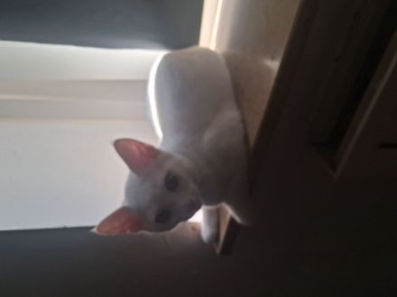 Katze nala sucht ein zuhause entwurmt