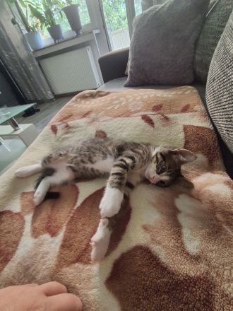 Katzen baby