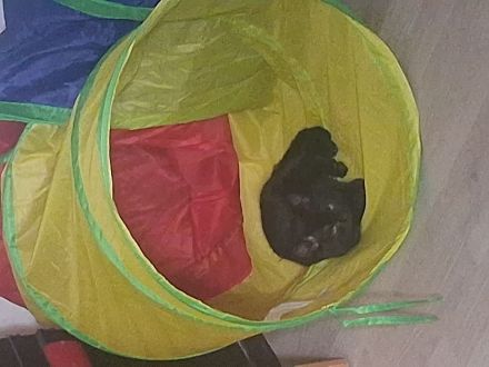 Kater felix sucht ein neues zuhause entwurmt
