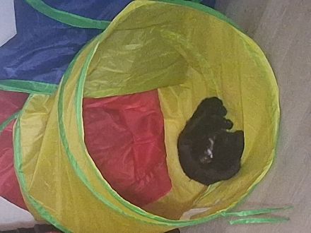 Kater felix sucht ein neues zuhause entwurmt