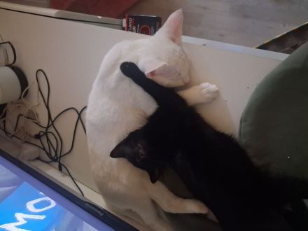 Kater felix sucht ein neues zuhause entwurmt