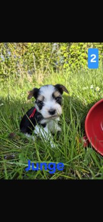 Biewer Yorkshire Terrier