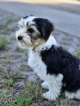 Biewer Yorkshire Terrier