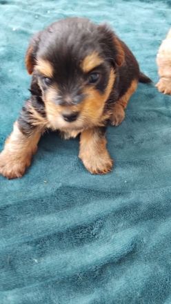Yorkshire Terrier