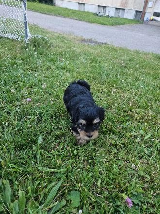 Yorkshire Terrier