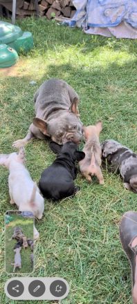 Französische Bulldoggen freiatmend sportlich und mit Rute