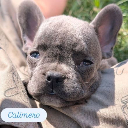 Französische Bulldoggen freiatmend sportlich und mit Rute