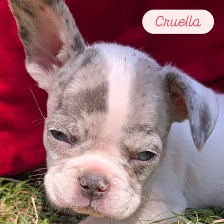 Französische Bulldoggen freiatmend sportlich und mit Rute