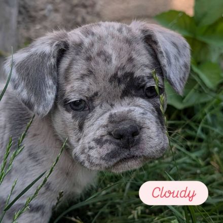 Französische Bulldoggen freiatmend sportlich und mit Rute