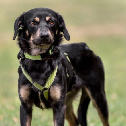 Nita in 92431 Neunburg sucht ihr Für-immer-Zuhause
