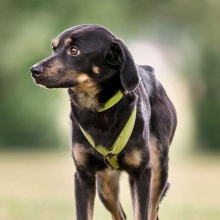Nita in 92431 Neunburg sucht ihr Für-immer-Zuhause