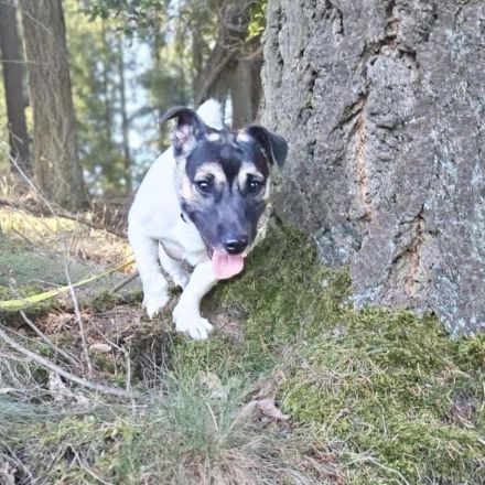 Tyson in 56729 Nachtsheim sucht sein Für-immer-Zuhause