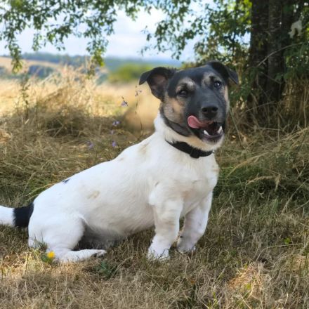 Tyson in 56729 Nachtsheim sucht sein Für-immer-Zuhause