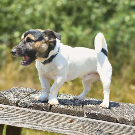 Tyson in 56729 Nachtsheim sucht sein Für-immer-Zuhause