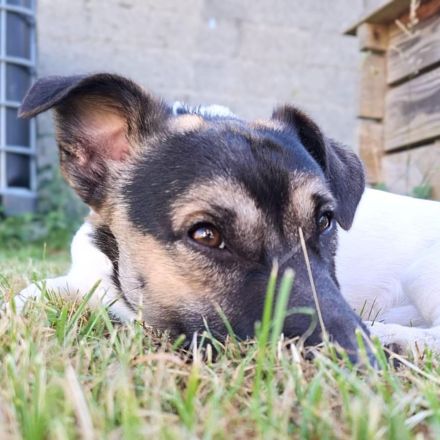 Tyson in 56729 Nachtsheim sucht sein Für-immer-Zuhause