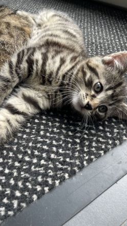 Zwei liebevolle Kater suchen ein neues Zuhause